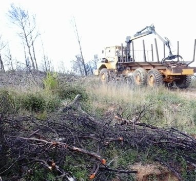 Treballs Biure Gestió Bosc Cremat Biomassa